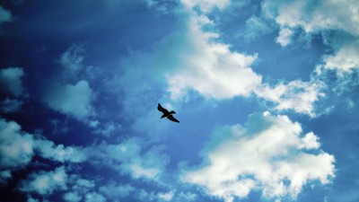 آسمان-پرنده-آبی-طبیعت